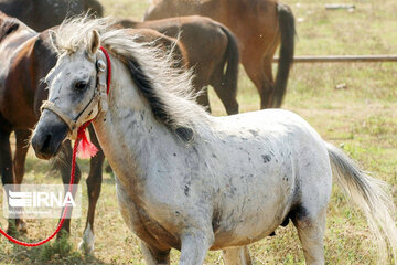 Caspian horse