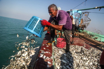 Pesca de camarones y peces en el Golfo Pérsico