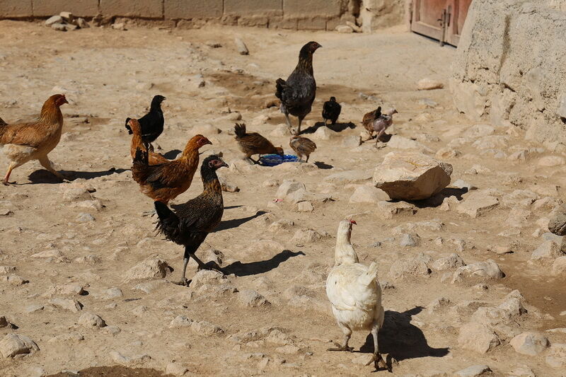 واکسیناسیون بیماری نیوکاسل طیور روستایی دراستان بوشهر آغازشد