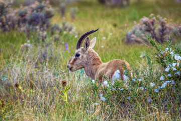 Iranian goitered gazelle