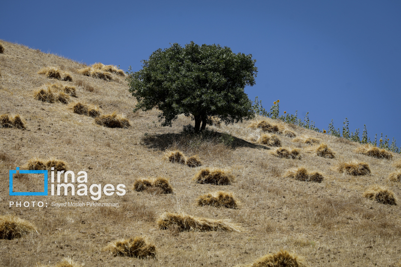 برداشت سنتی گندم از مزارع کردستان