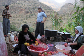 برداشت انار از باغات کردستان