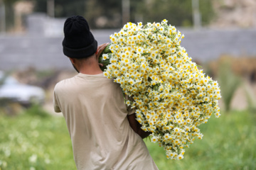 La récolte des narcisses en Iran