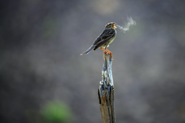 Birdwatching in Iran