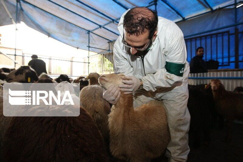 ۶۰ تیم دامپزشکی بازار دام سیستان و بلوچستان را نظارت می‌کنند