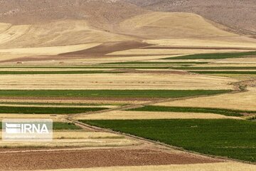 بیش از سه میلیون تن محصول زراعی سالانه در استان همدان تولید می‌شود 