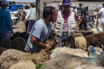 بازار فروش دام گنبدکاووس در آستانه عید قر بان