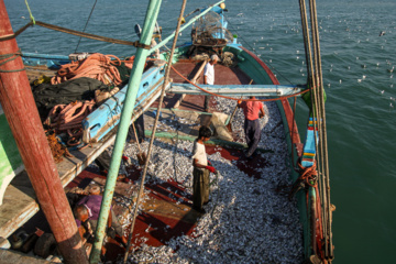 Pesca de camarones y peces en el Golfo Pérsico