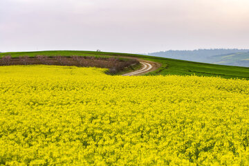 بهار در مازندران