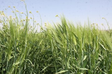 مزارع گندم وجو در سمنان