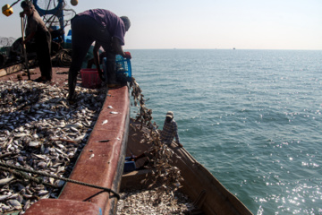 Pesca de camarones y peces en el Golfo Pérsico