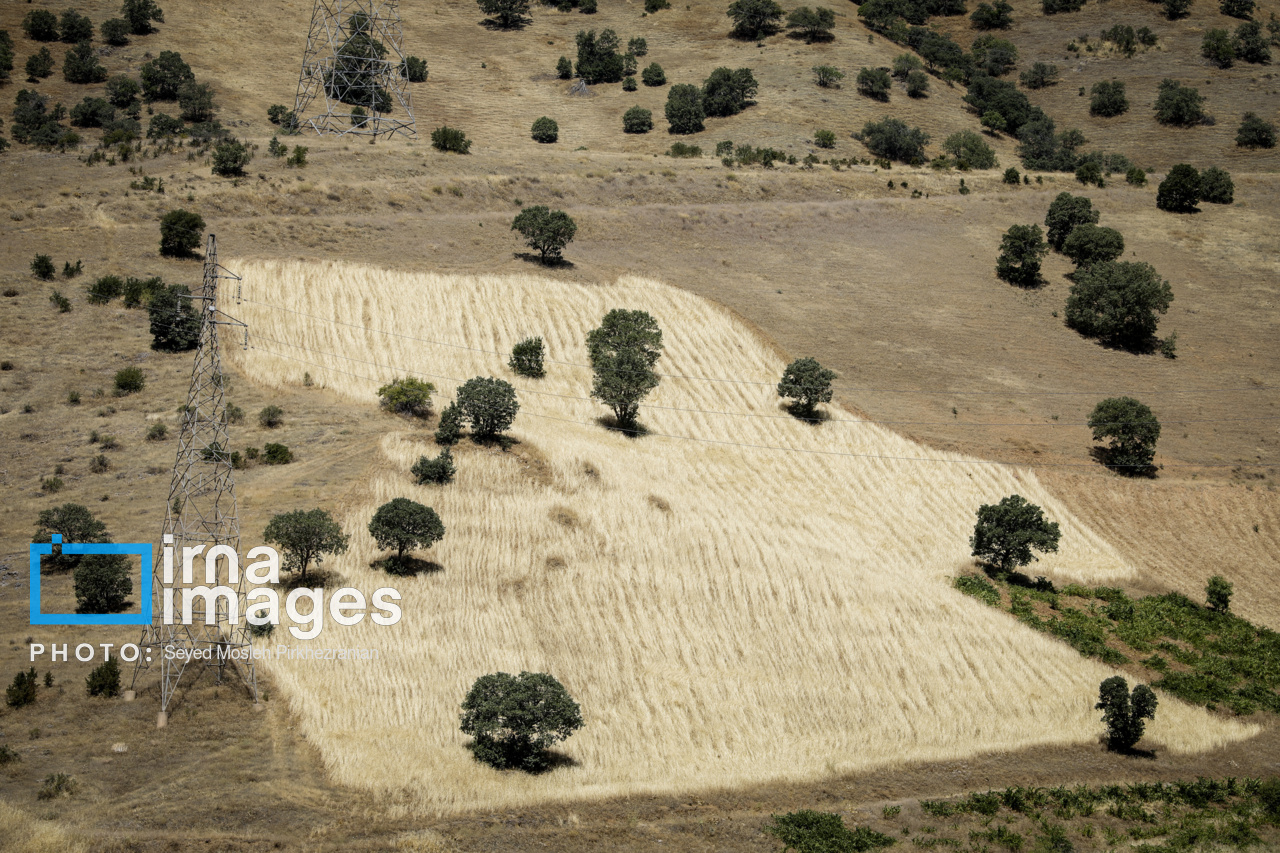 برداشت سنتی گندم از مزارع کردستان