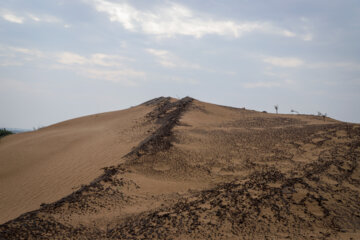 مالچ پاشی در خوزستان