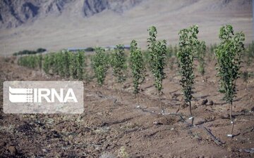 ۶۵۶ هکتار از عرصه‌های منابع طبیعی استان کرمانشاه بذرکاری می‌شود