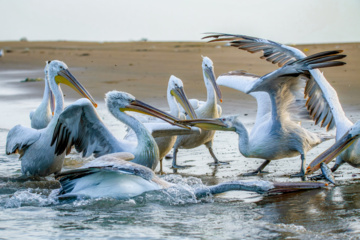 Zone humide de Khor Azini (Sirik) : une richesse de biodiversité au sud de l’Iran