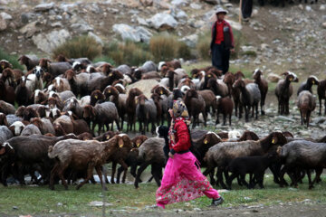 زندگی عشایر در مراتع همدان