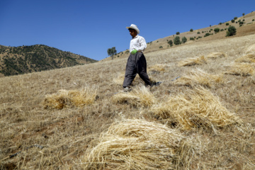 Traditional wheat harvest in western Iran