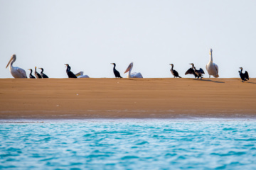 Zone humide de Khor Azini (Sirik) : une richesse de biodiversité au sud de l’Iran