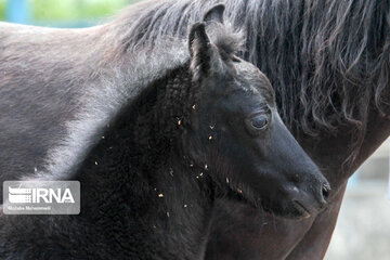 Caspian horse