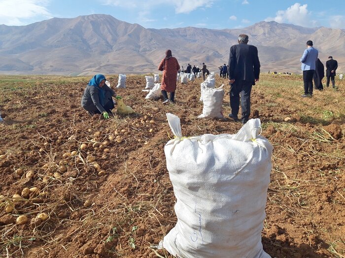 کاشت نهال کشاورزی اقتصادی با اجرایی شدن الگوی کشت