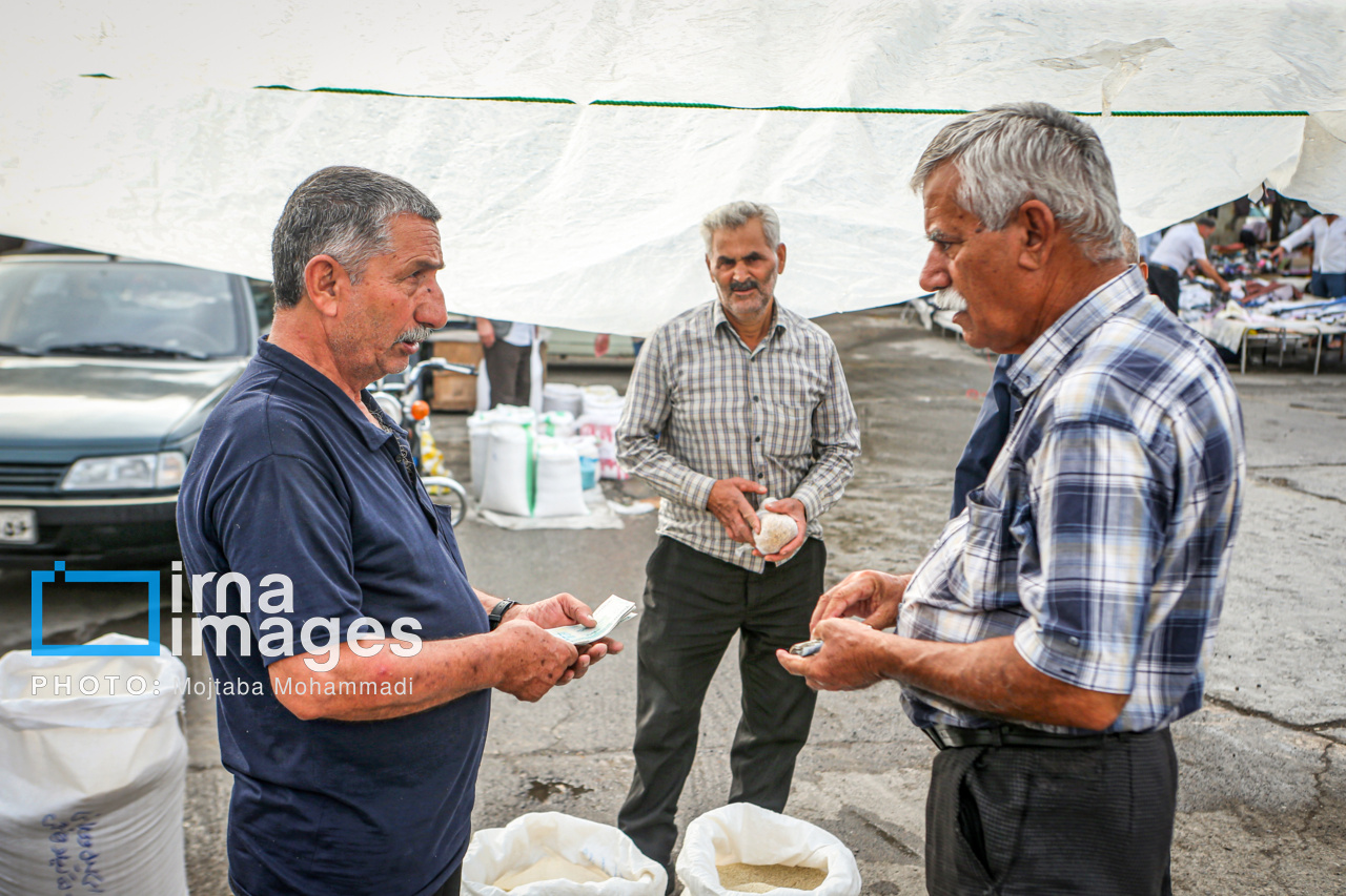 برداشت برنج در گیلان