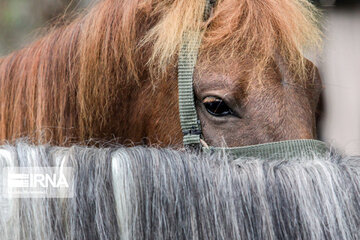 Caspian horse