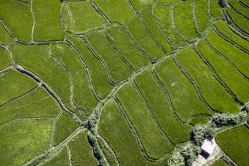 Terrazas de arroz en Irán