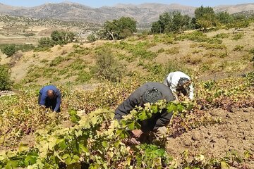 برداشت انگور از باغات بانه