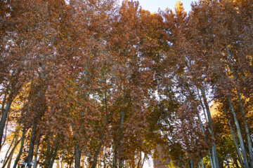 Autumn leaves in Pahlavanpur Garden