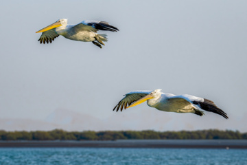 Zone humide de Khor Azini (Sirik) : une richesse de biodiversité au sud de l’Iran