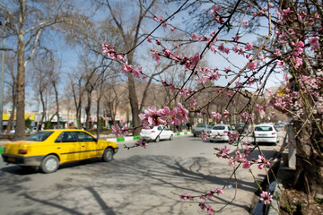 شکوفه های بهاری شهر کرمانشاه