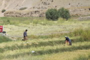 ثبت ۱۵۰ مجوز بخش کشاورزی در درگاه ملی مجوزها 