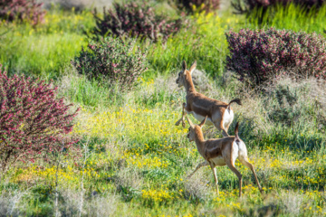 Iranian goitered gazelle