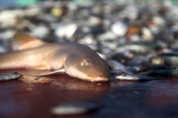 Pesca de camarones y peces en el Golfo Pérsico