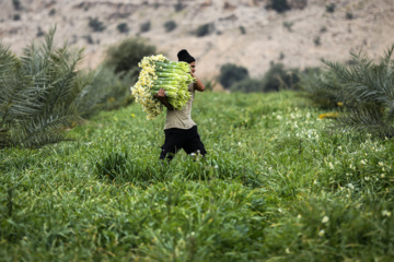 La récolte des narcisses en Iran 