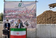 ایران طی ۳ سال در تولید شکر خودکفا می‌شود