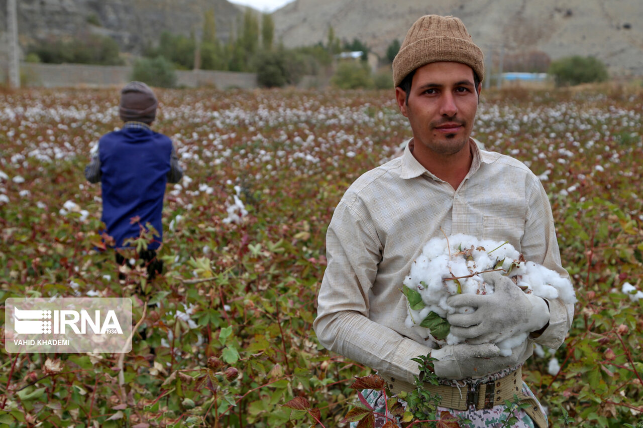 حلاجی مشکلات طلای سفید در خراسان‌شمالی