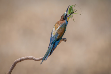 Birdwatching in Iran