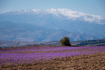 Cosecha de azafrán en el norte de Irán