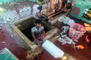 Pesca de camarones y peces en el Golfo Pérsico