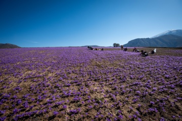 Cosecha de azafrán en el norte de Irán