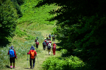 Wandering in Nature