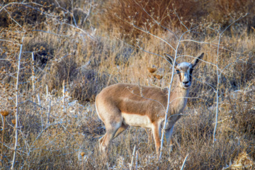 Iranian goitered gazelle