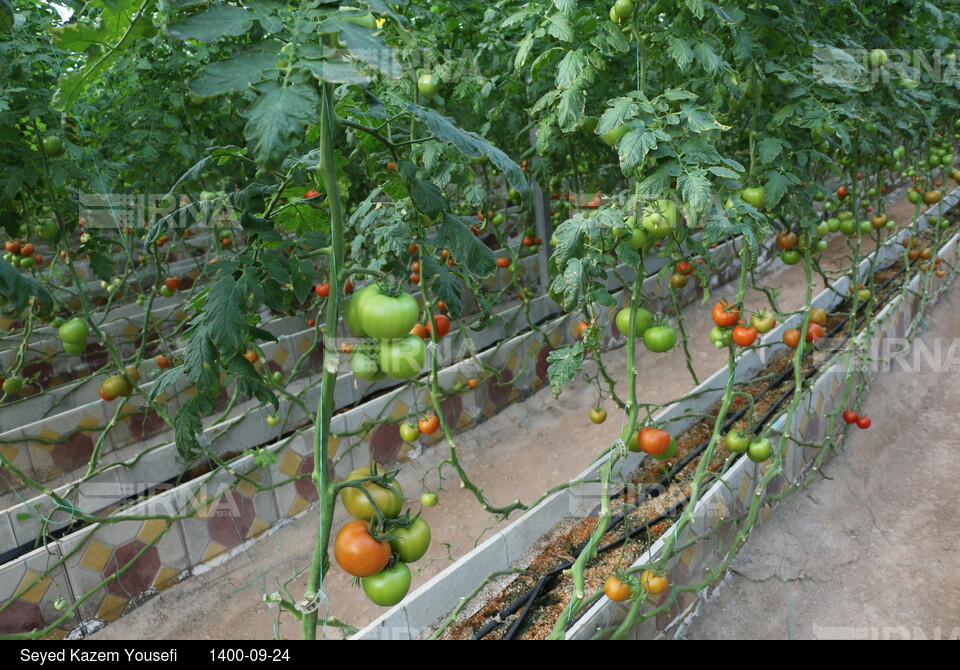 رونمایی از سامانه دانش بنیان نانو حباب در ارس