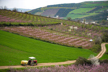 بهار در مازندران