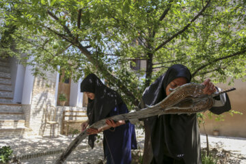 آیین سنتی طوق بندان در گرگان