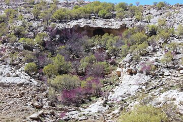 بهار زیبا در دره ارغوان