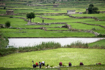 Terraced cultivation of rice in northern Iran