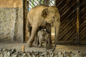 El Zoo Eram de Teherán
