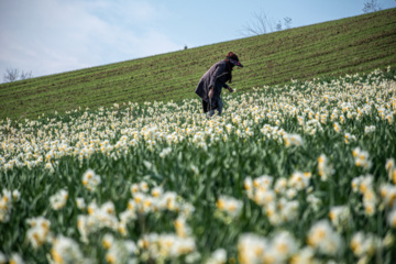 Iran : récolte des narcisses dans la province du Golestan 